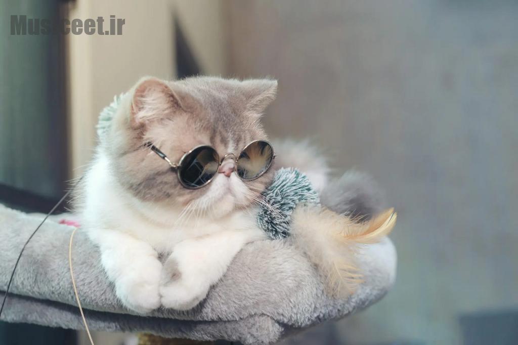 اسم خندهدار و منحصر به فرد برای گربه